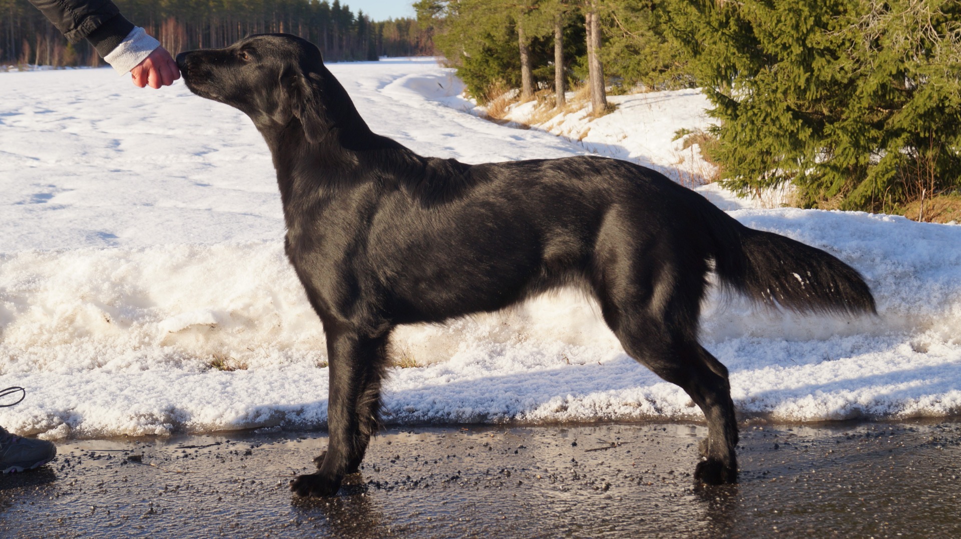 sile-karvainen-noutaja-palokallion-kennel